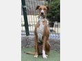 FLOPPY, Hund, Podenco in Helmstadt-Bargen - Bild 16