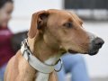 FLOPPY, Hund, Podenco in Helmstadt-Bargen - Bild 19