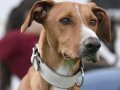 FLOPPY, Hund, Podenco in Helmstadt-Bargen - Bild 20