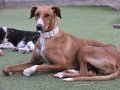 FLOPPY, Hund, Podenco in Helmstadt-Bargen - Bild 21