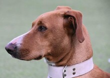 FLOPPY, Hund, Podenco in Helmstadt-Bargen - Bild 22
