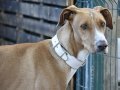 FLOPPY, Hund, Podenco in Helmstadt-Bargen - Bild 23