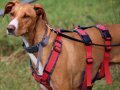 FLOPPY, Hund, Podenco in Helmstadt-Bargen - Bild 5