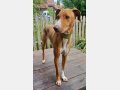 FLOPPY, Hund, Podenco in Helmstadt-Bargen - Bild 8