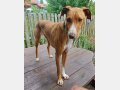 FLOPPY, Hund, Podenco in Helmstadt-Bargen - Bild 9