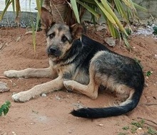 TICO, Hund, Deutscher Schäferhund-Mix in Spanien - Bild 5