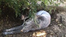 SAIGO, Hund, Herdenschutzhund in Spanien - Bild 1