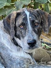 SAIGO, Hund, Herdenschutzhund in Spanien - Bild 2