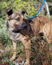 LINO, Hund, Mischlingshund in Kroatien - Bild 10