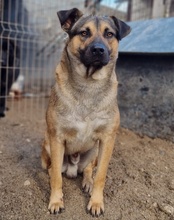 LINO, Hund, Mischlingshund in Kroatien - Bild 12