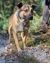 LINO, Hund, Mischlingshund in Kroatien - Bild 15