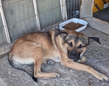 LINO, Hund, Mischlingshund in Kroatien - Bild 16
