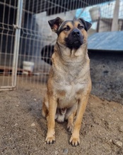LINO, Hund, Mischlingshund in Kroatien - Bild 17