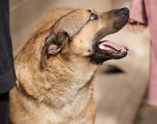 LINO, Hund, Mischlingshund in Kroatien - Bild 5