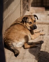 LINO, Hund, Mischlingshund in Kroatien - Bild 6