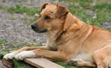 CAPRI, Hund, Mischlingshund in Spanien - Bild 1