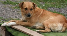 CAPRI, Hund, Mischlingshund in Spanien - Bild 3