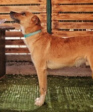 CAPRI, Hund, Mischlingshund in Spanien - Bild 5