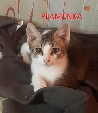 PLAMENKA, Katze, Europäisch Kurzhaar in Bulgarien - Bild 1