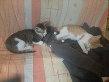 PLAMENKA, Katze, Europäisch Kurzhaar in Bulgarien - Bild 2