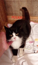 POLKA, Katze, Europäisch Kurzhaar in Schwifting