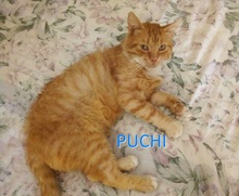 PUCHI, Katze, Europäisch Kurzhaar in Bulgarien - Bild 1