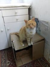 PUCHI, Katze, Europäisch Kurzhaar in Bulgarien - Bild 5