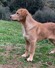 ARMANDO2, Hund, Mischlingshund in Italien - Bild 13