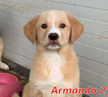 ARMANDO2, Hund, Mischlingshund in Italien - Bild 14
