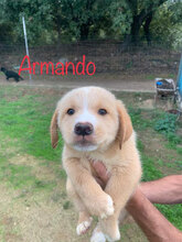 ARMANDO2, Hund, Mischlingshund in Italien - Bild 16