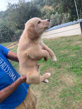 ARMANDO2, Hund, Mischlingshund in Italien - Bild 26