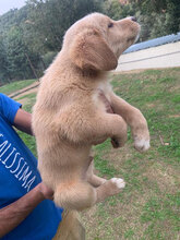 ARMANDO2, Hund, Mischlingshund in Italien - Bild 27