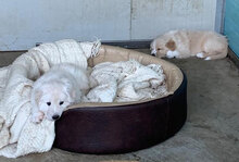 ARMANDO2, Hund, Mischlingshund in Italien - Bild 30