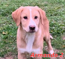 ARMANDO2, Hund, Mischlingshund in Italien - Bild 6
