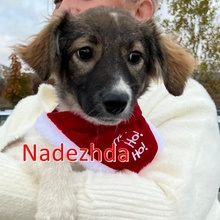 NADEZHDA, Hund, Mischlingshund in Bulgarien - Bild 1