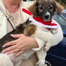 NADEZHDA, Hund, Mischlingshund in Bulgarien - Bild 2
