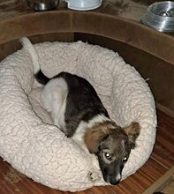 NADEZHDA, Hund, Mischlingshund in Bulgarien - Bild 3