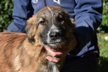 LEONARDO, Hund, Maremmano-Mix in Italien - Bild 4