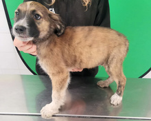 LEONARDO, Hund, Maremmano-Mix in Italien - Bild 6