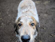 LEONEL, Hund, Maremmano-Mix in Italien - Bild 2