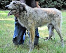 LEONEL, Hund, Mischlingshund in Italien - Bild 12