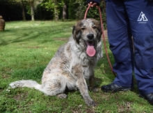 LEONEL, Hund, Mischlingshund in Italien - Bild 16