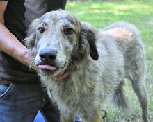 LEONEL, Hund, Mischlingshund in Italien - Bild 3