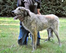 LEONEL, Hund, Mischlingshund in Italien - Bild 5