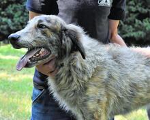 LEONEL, Hund, Mischlingshund in Italien - Bild 8