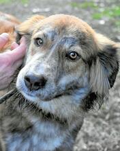 LIBERTO, Hund, Maremmano-Mix in Italien - Bild 4