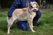 LIGORIO, Hund, Mischlingshund in Italien - Bild 3