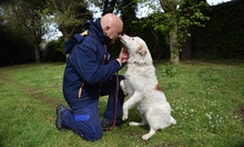 LUTERO, Hund, Maremmano-Mix in Italien - Bild 1