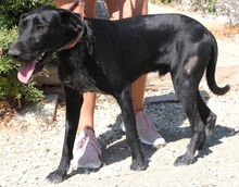 BRUS, Hund, Mischlingshund in Zypern - Bild 3