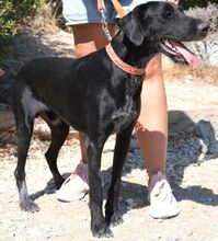 BRUS, Hund, Mischlingshund in Zypern - Bild 5